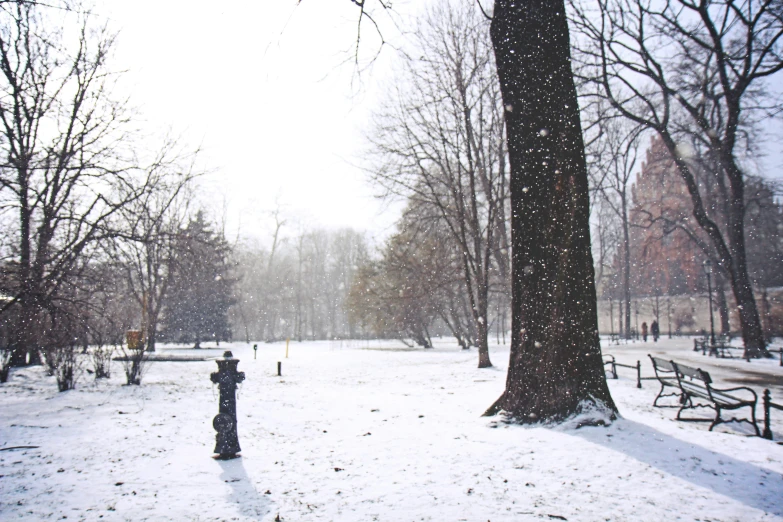 a park filled with trees covered in snow