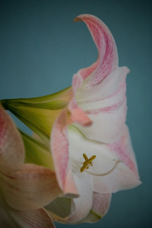 a close up of a flower with very bright pink petals