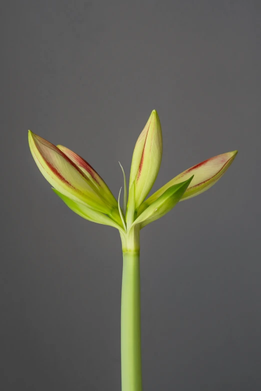 flower budding in mid section of blooming stem on gray background