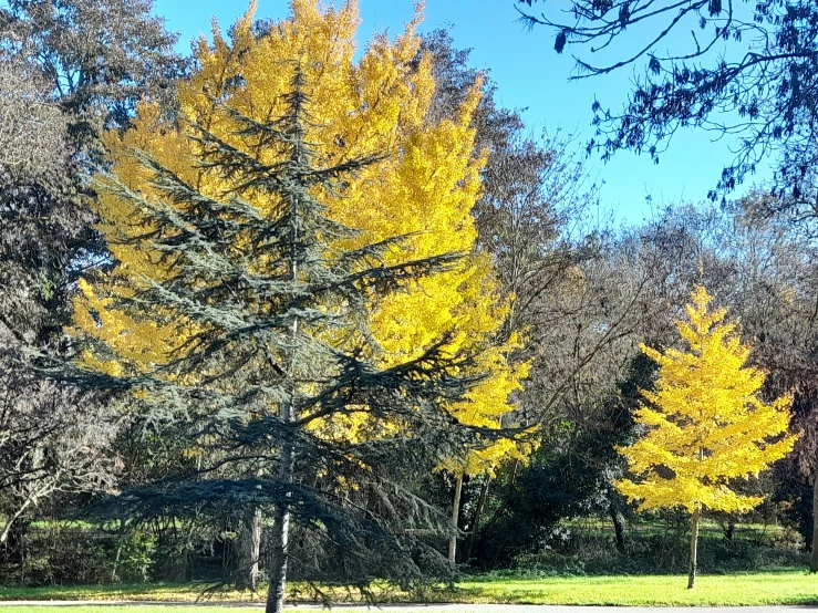 autumn leaves and yellow trees on the ground