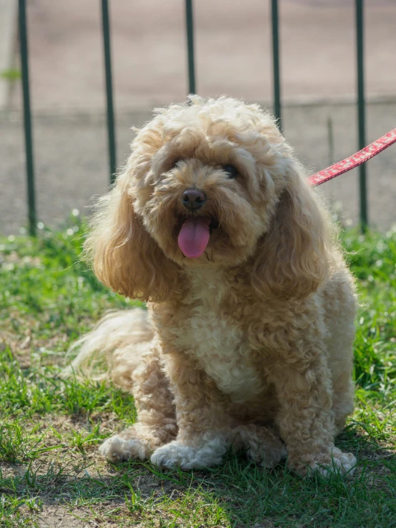 a fluffy dog with its tongue hanging out standing in the grass
