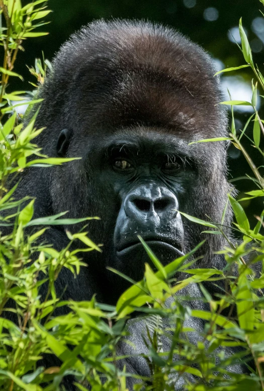 the face of a gorilla in a jungle setting