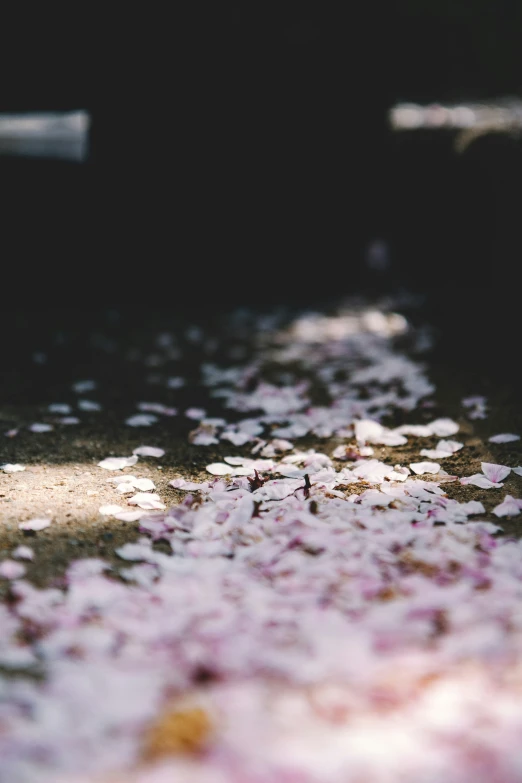 pink flower petals are scattered on the ground