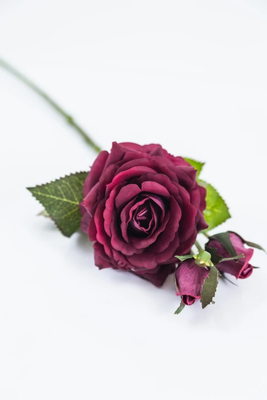 a pink rose flower that is sitting on the ground