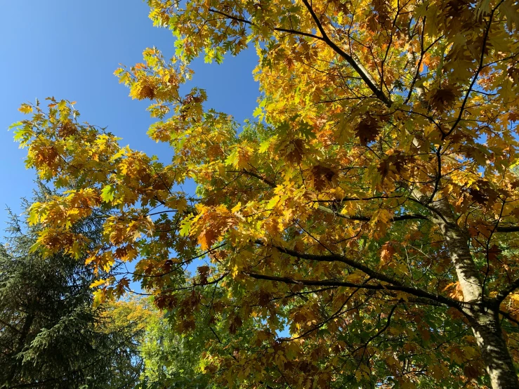 a lot of yellow and red leaves are in the air