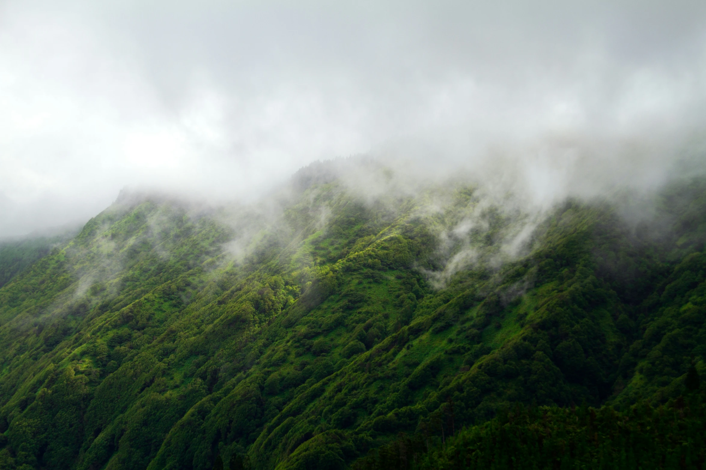 green hills with trees in the foreground and some clouds coming down on them