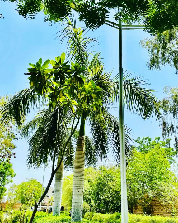 there are palm trees near each other in the park