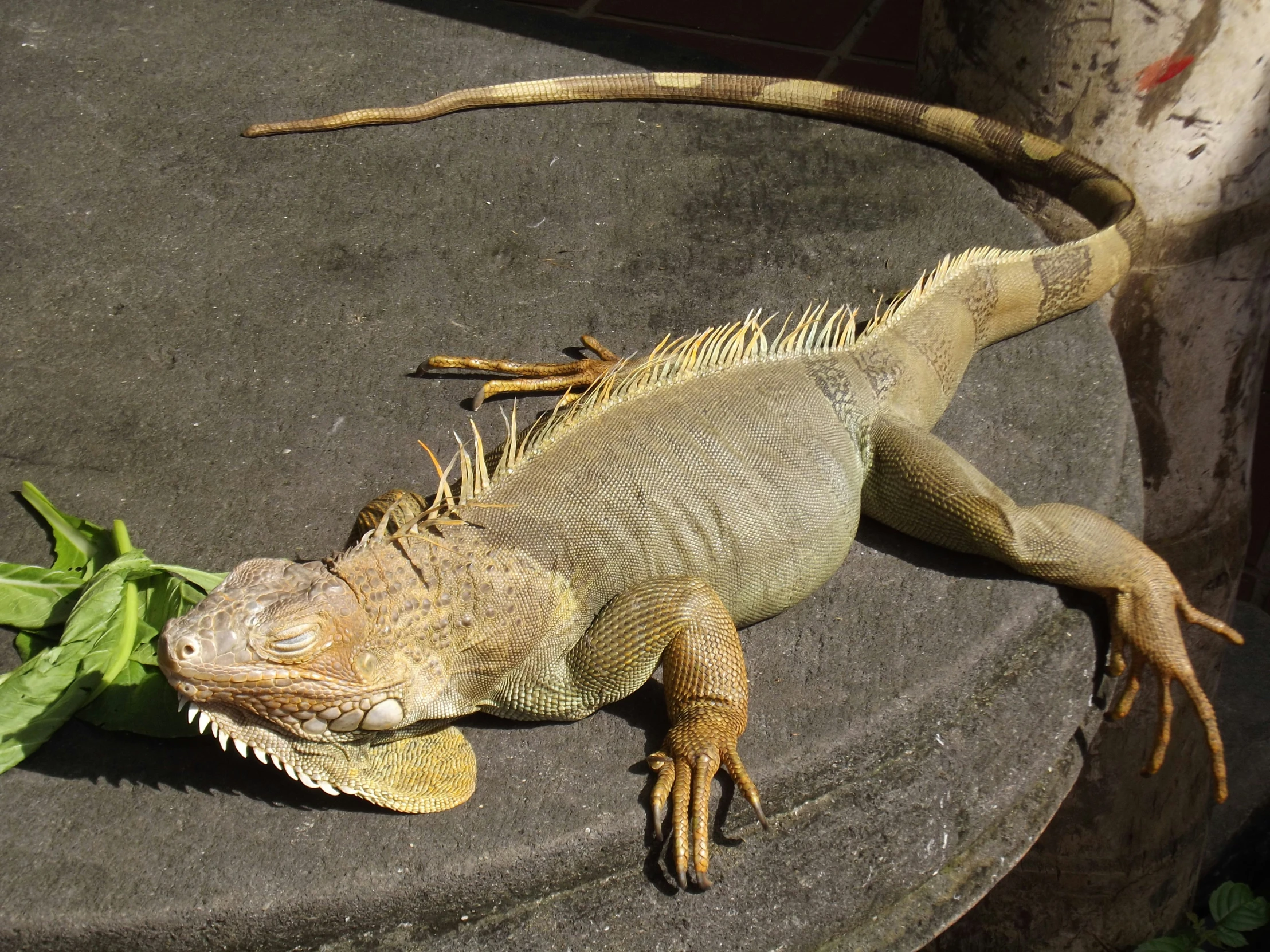 an iguana is standing next to a leafy plant