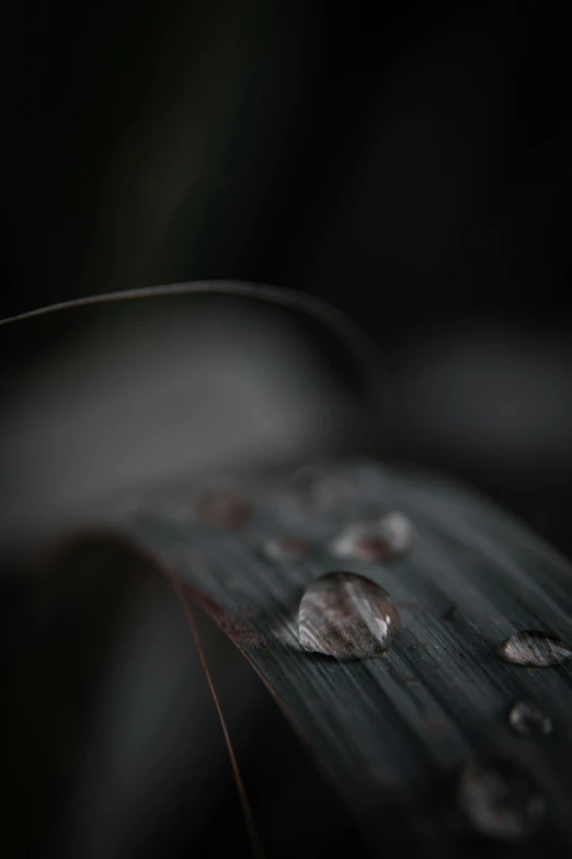 small drops of water on a leaf in the night