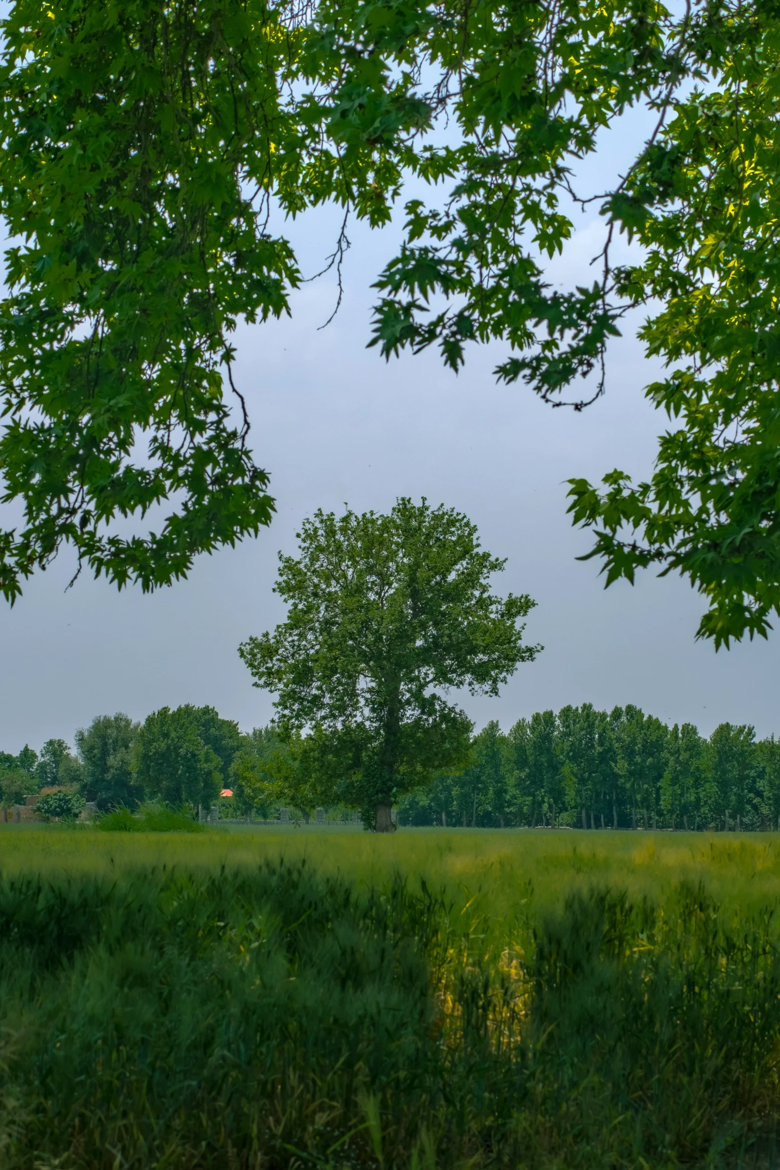 there is a lone horse grazing in the field