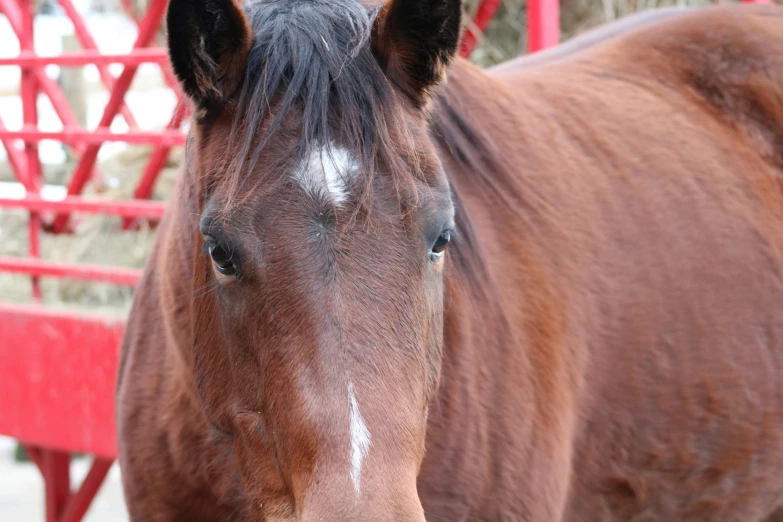 a brown horse standing in front of a red fence