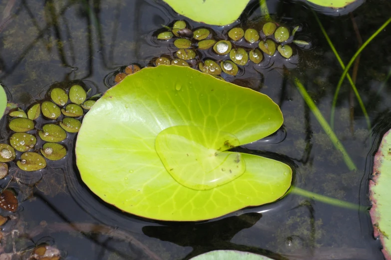 water lilies and lily pads reflect on a pond