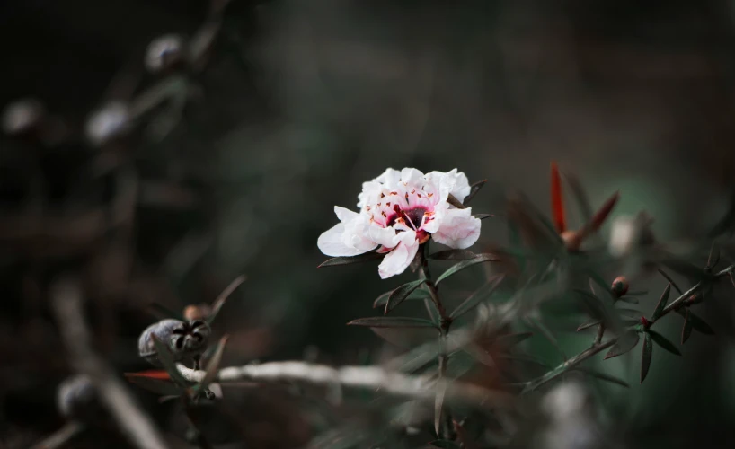 a single flower with pink center blooming in the middle of a green bush