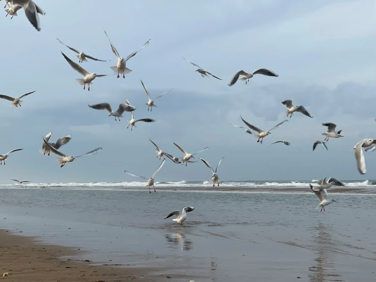 a flock of birds fly above the water at the beach