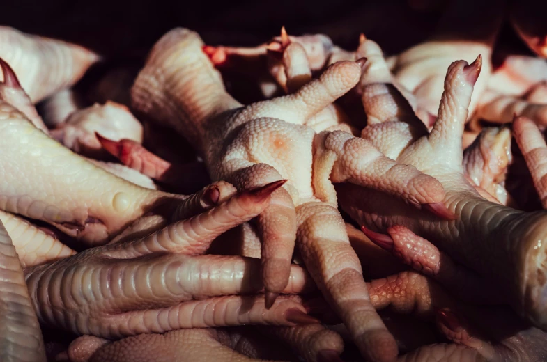 closeup of worms and worms on the table