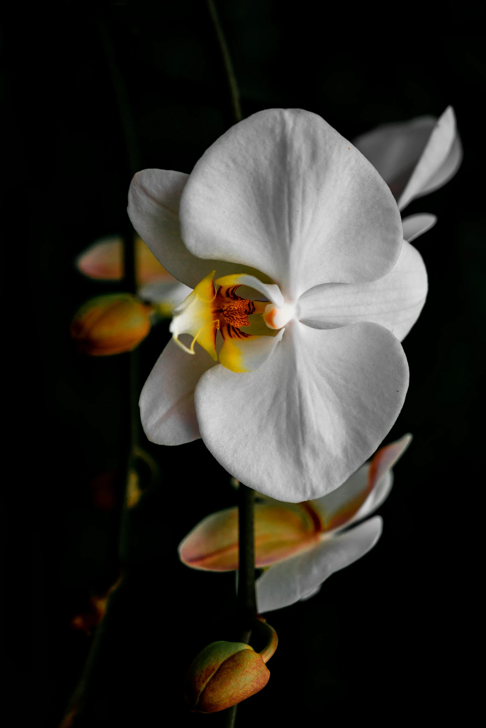 there is a white and yellow flower sitting in a plant