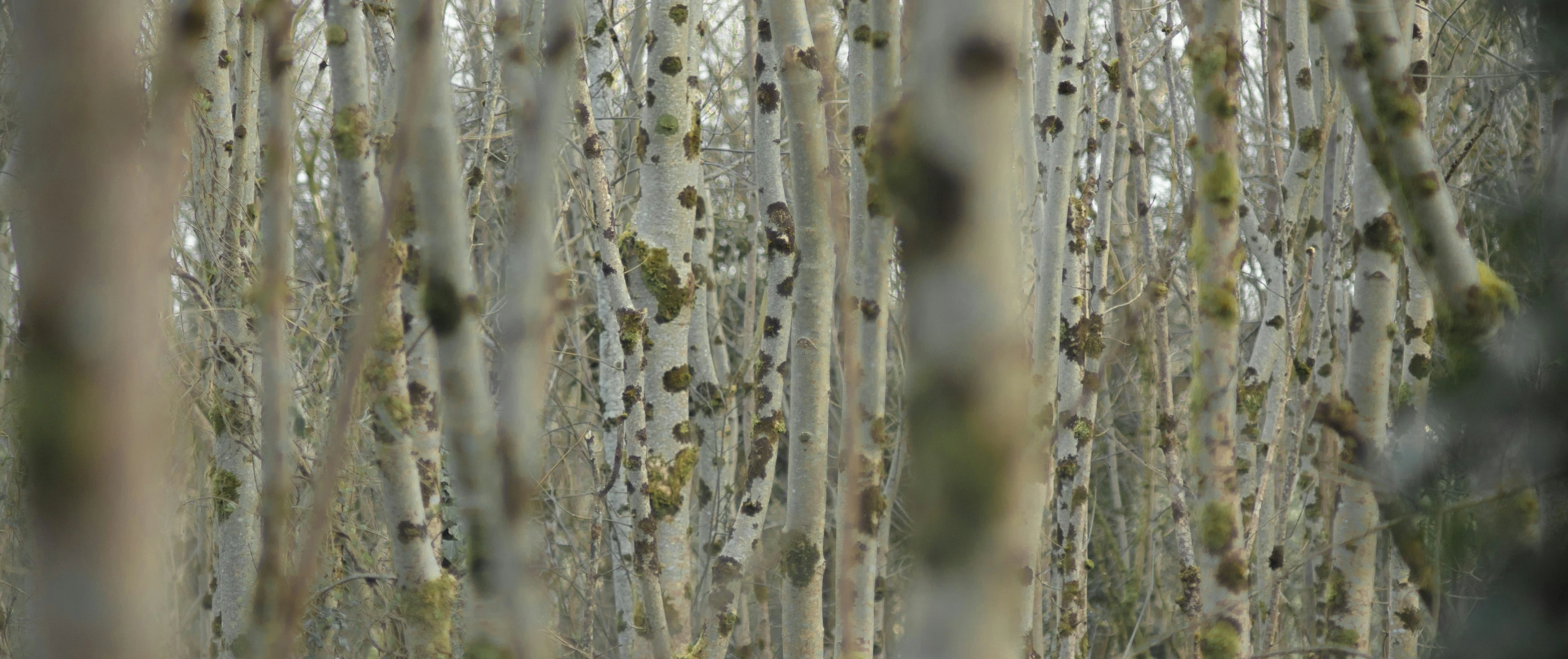 several mossy tree trunks with some green moss growing on them