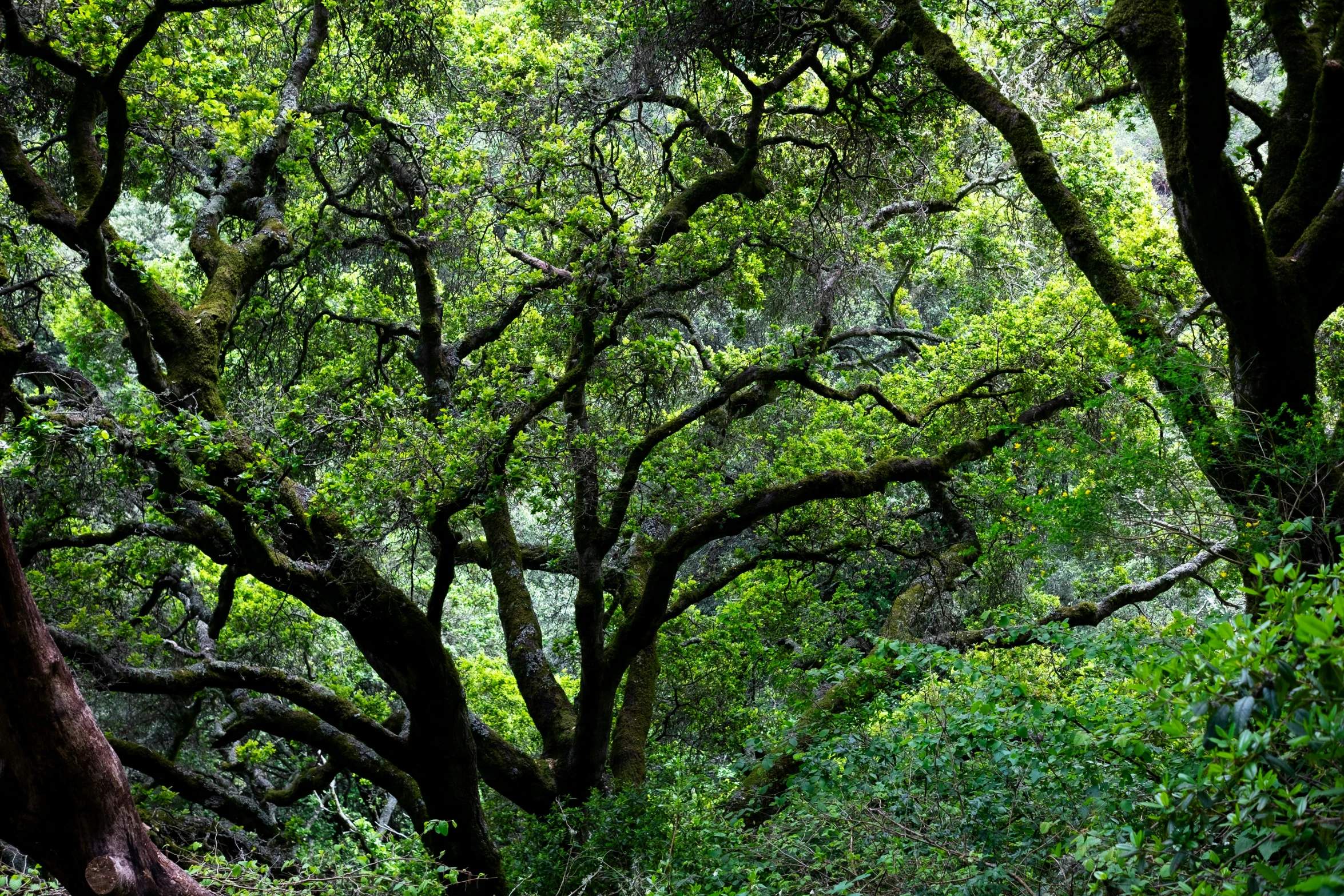 a bench near some big trees in the forest