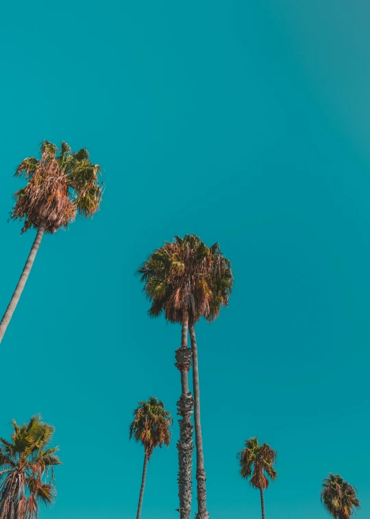 tall palm trees against a light blue sky