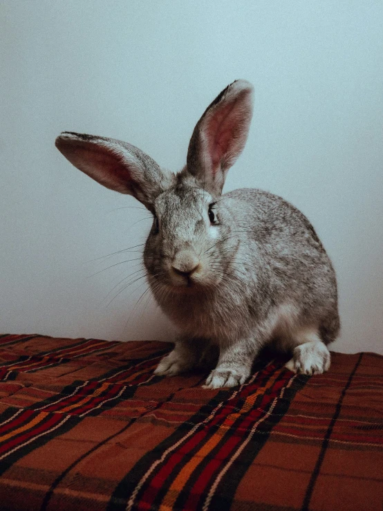 a bunny is sitting down on a checkered blanket