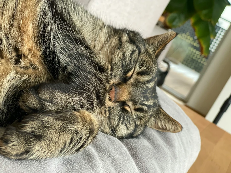 a cat laying on the edge of a white chair