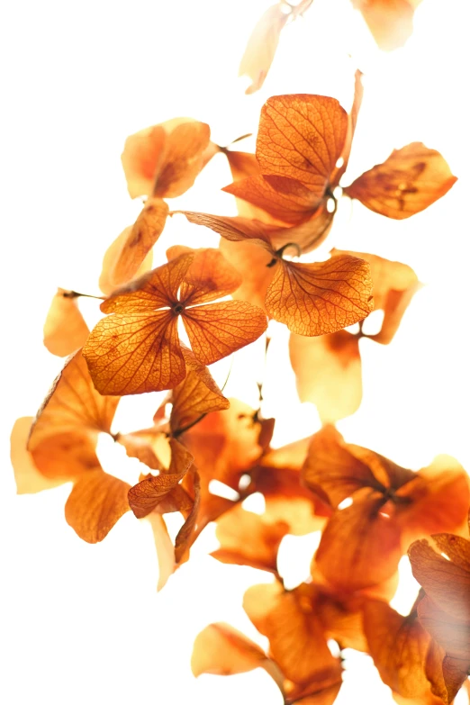 a close - up s of the orange flower