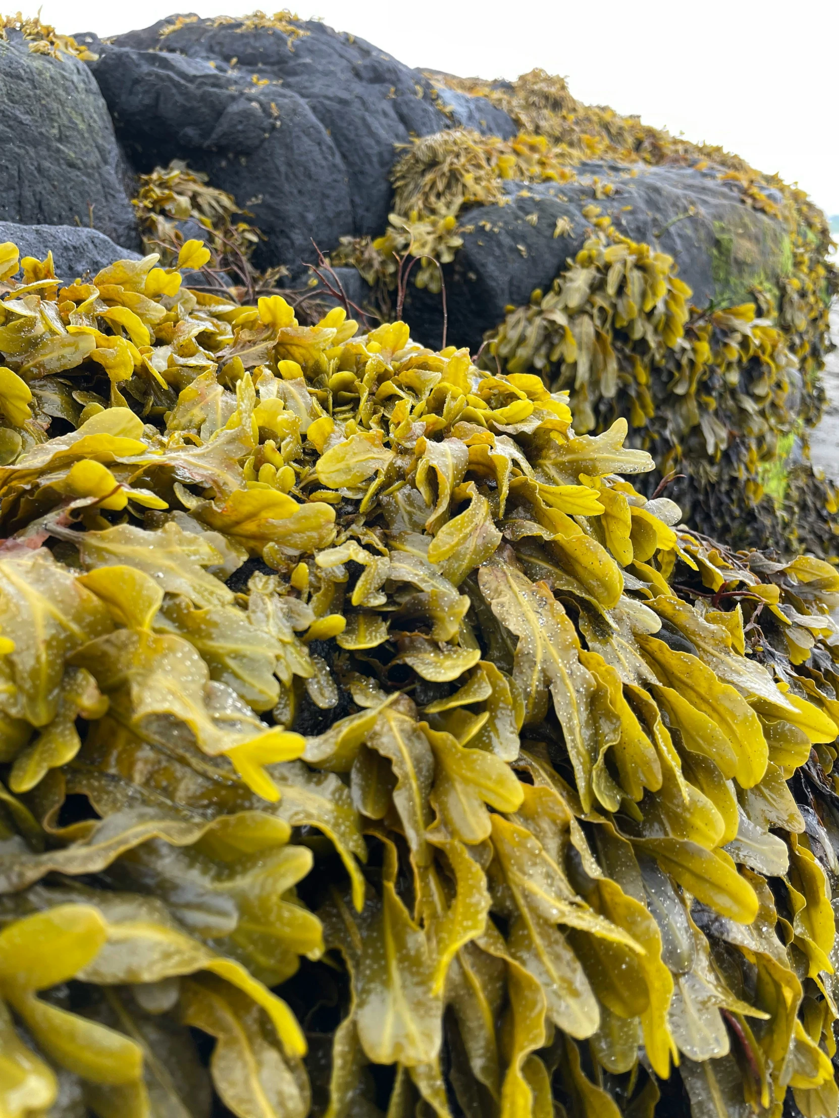 a pile of green plants growing on top of rocks