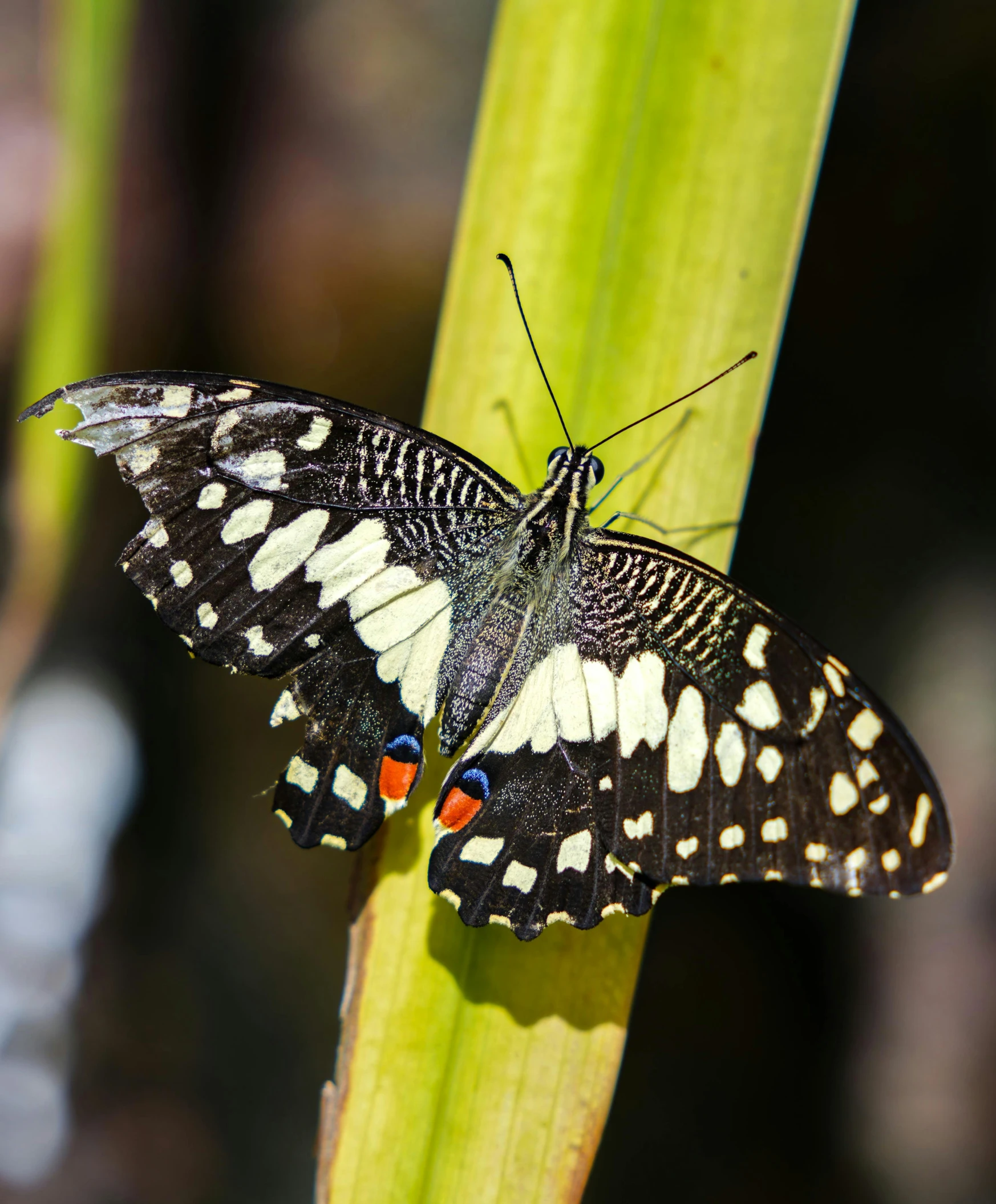 the large erfly is sitting on the green leaf