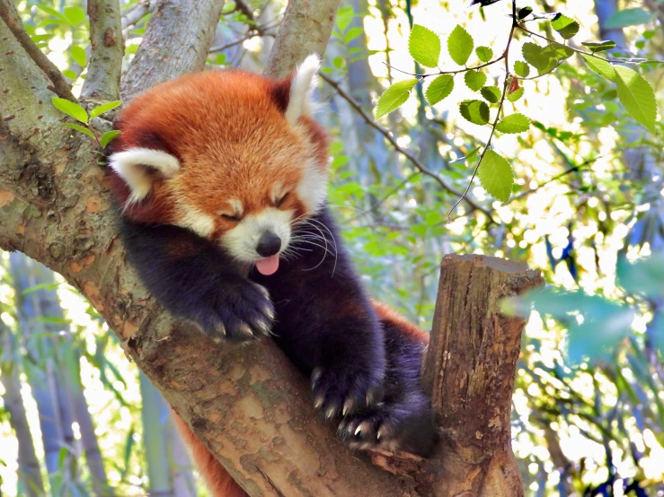 a red panda sitting on top of a tree nch