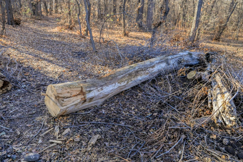 an old log on the ground in a wooded area