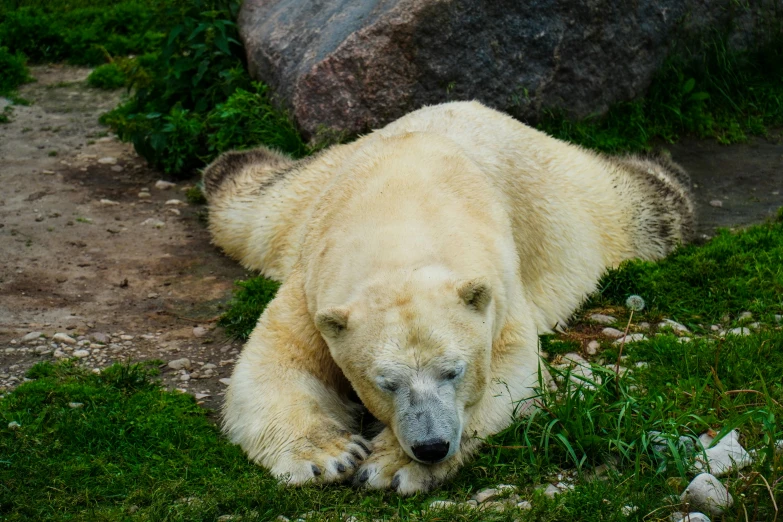a polar bear resting on the ground in a zoo