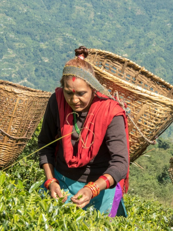 a woman picking tea leaves with two baskets over her head
