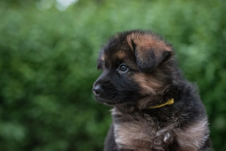 a small puppy sitting with his ears up