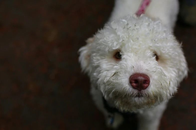 a small white dog with white fur staring at the camera