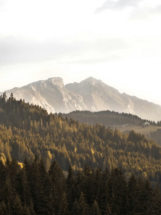 a forest has tall trees with a mountain in the background