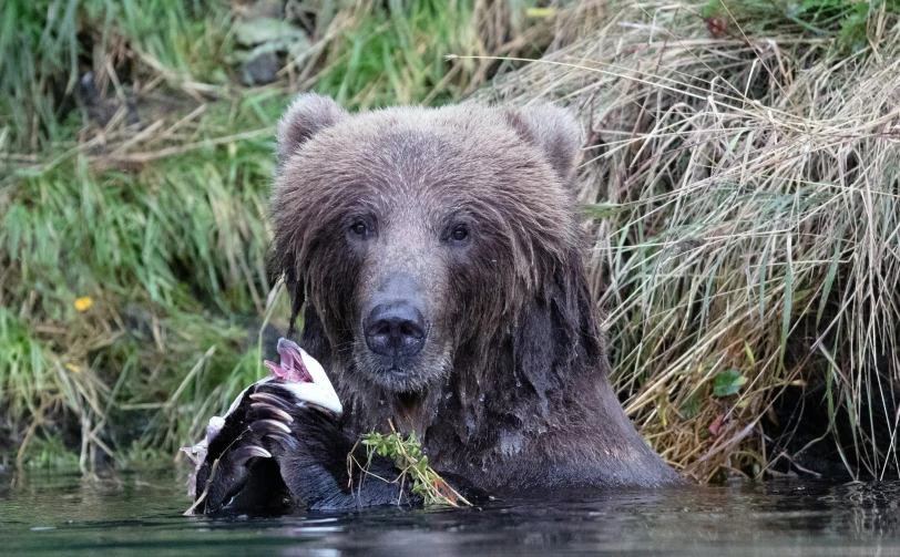 a large bear in the water eating grass