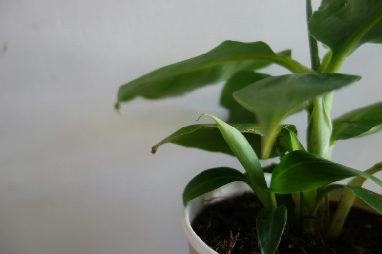 a plant in the center of a pot that is being held up by a hand