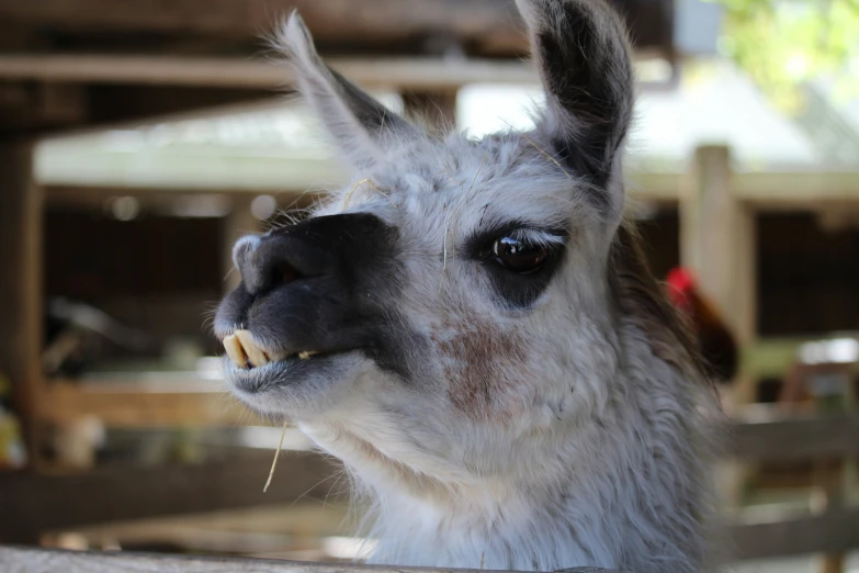 a close up po of an alpaca with teeth