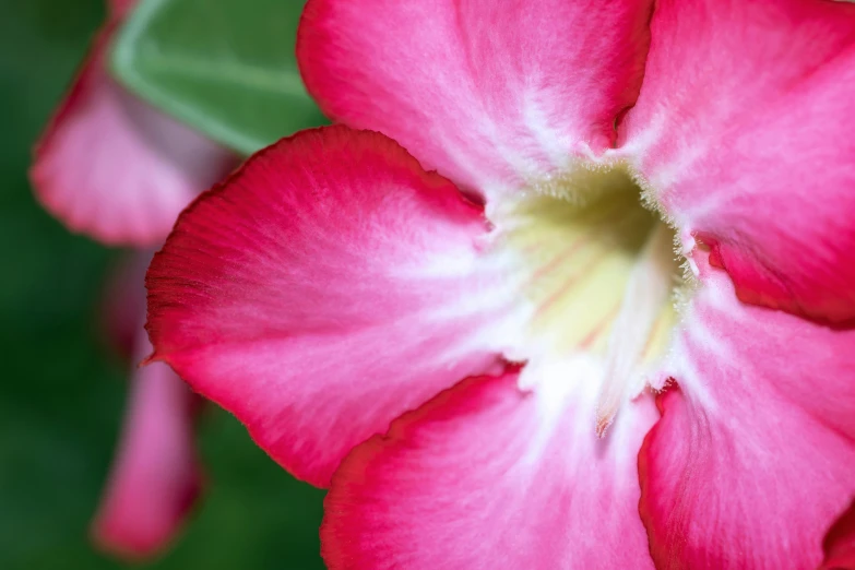 a pink flower with green leaves in the background