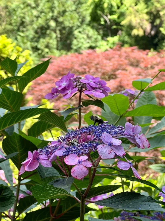 a purple flower in the middle of a garden