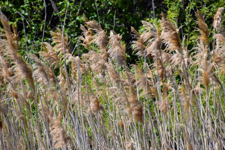 a picture of a couple tall grasses on the ground