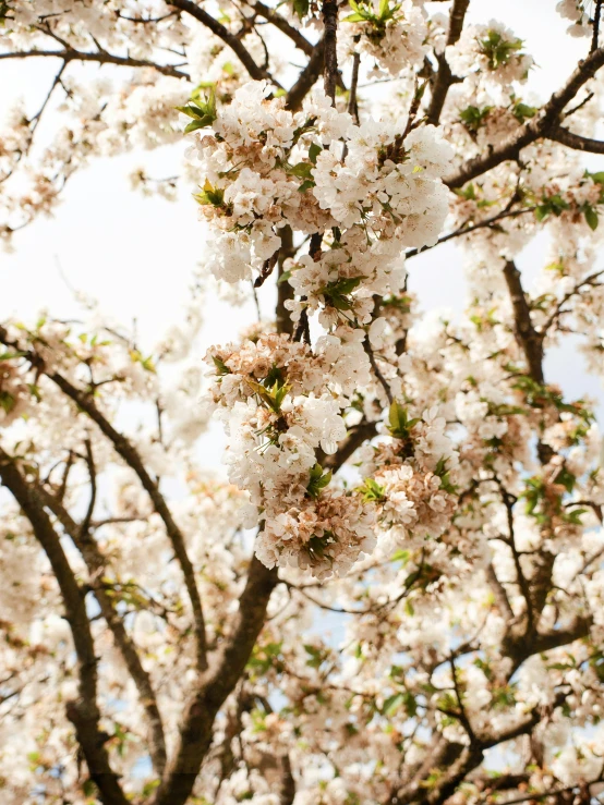 a large white flowered tree with many nches