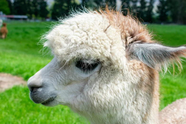 a white and brown alpaca stares into the camera