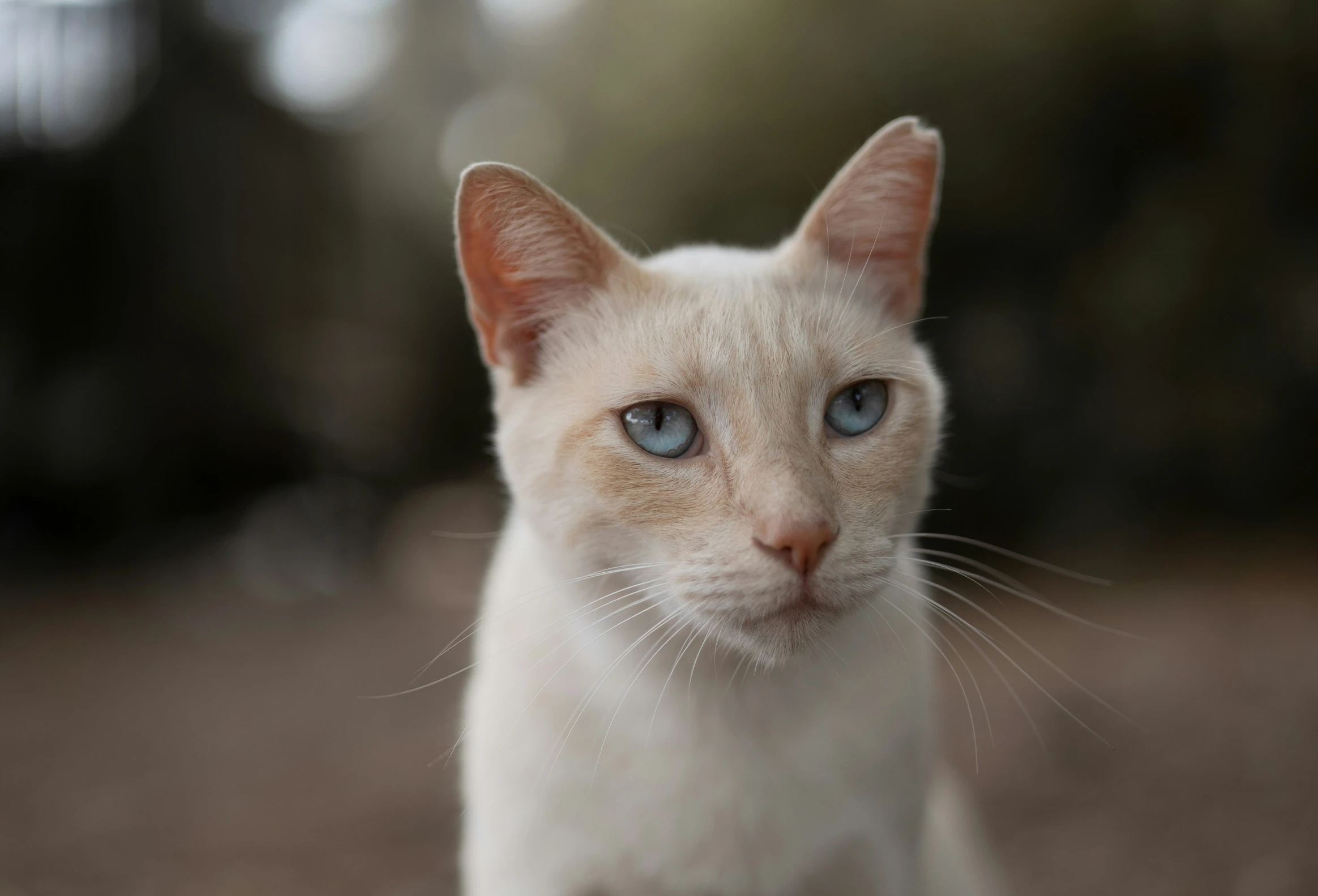 a white kitten with blue eyes looking directly into the camera