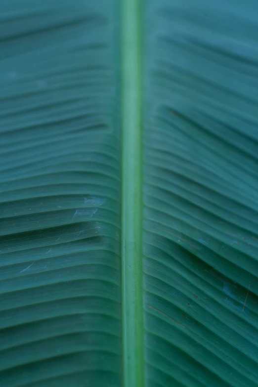 a close - up po of a large leaf