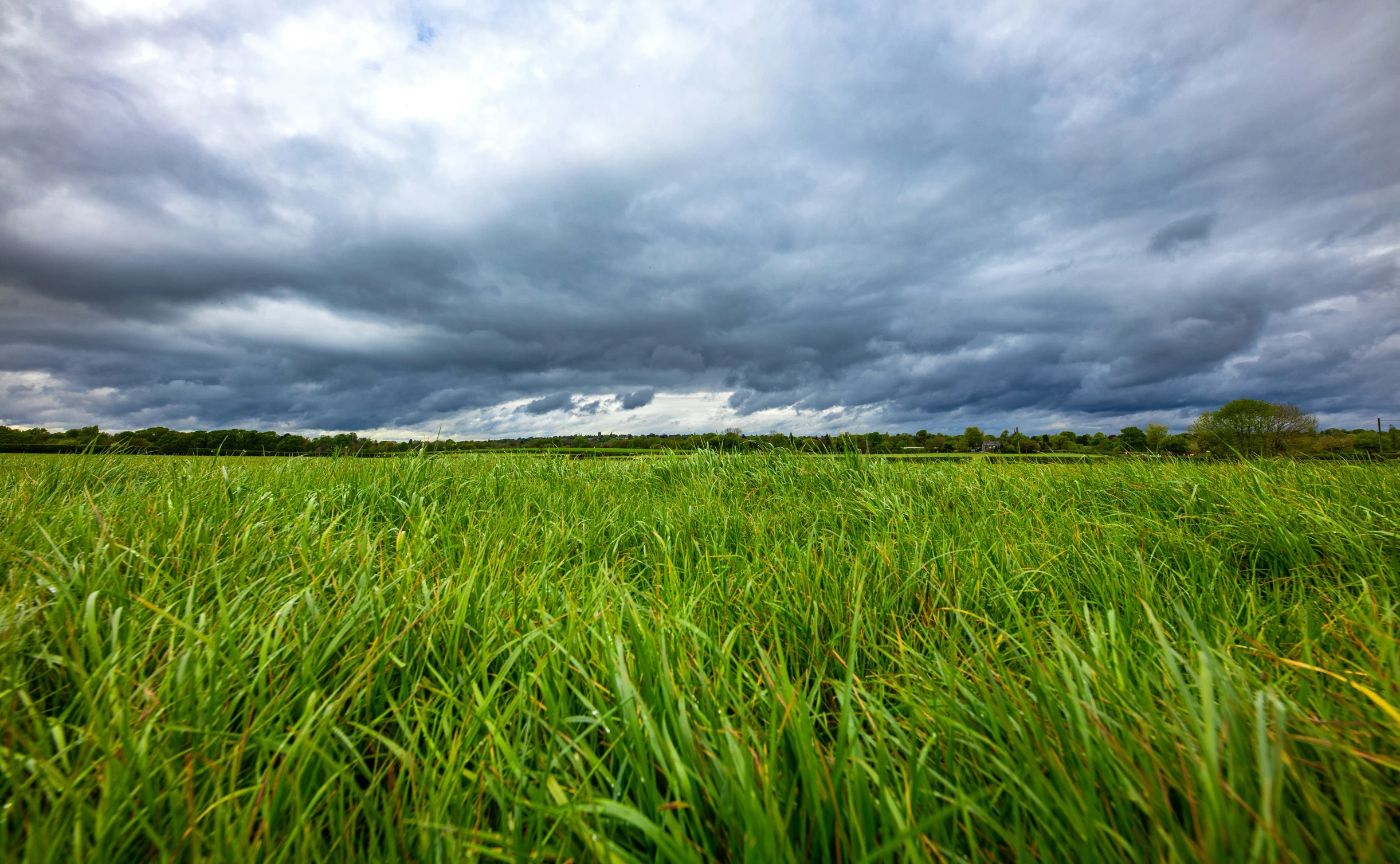 the lush green grass is very thick and fluffy