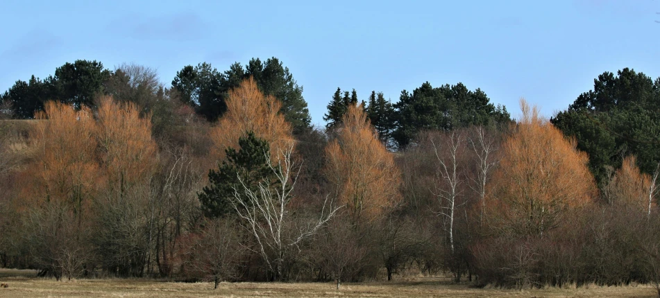 several tall trees line a grassy field with a blue sky