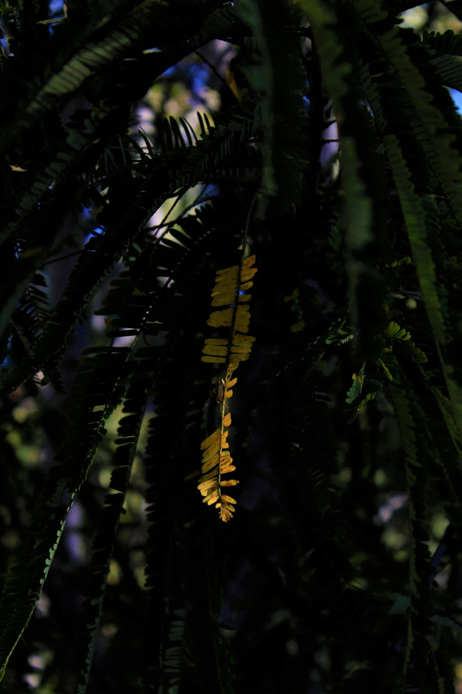 several ferns are seen in this close up view