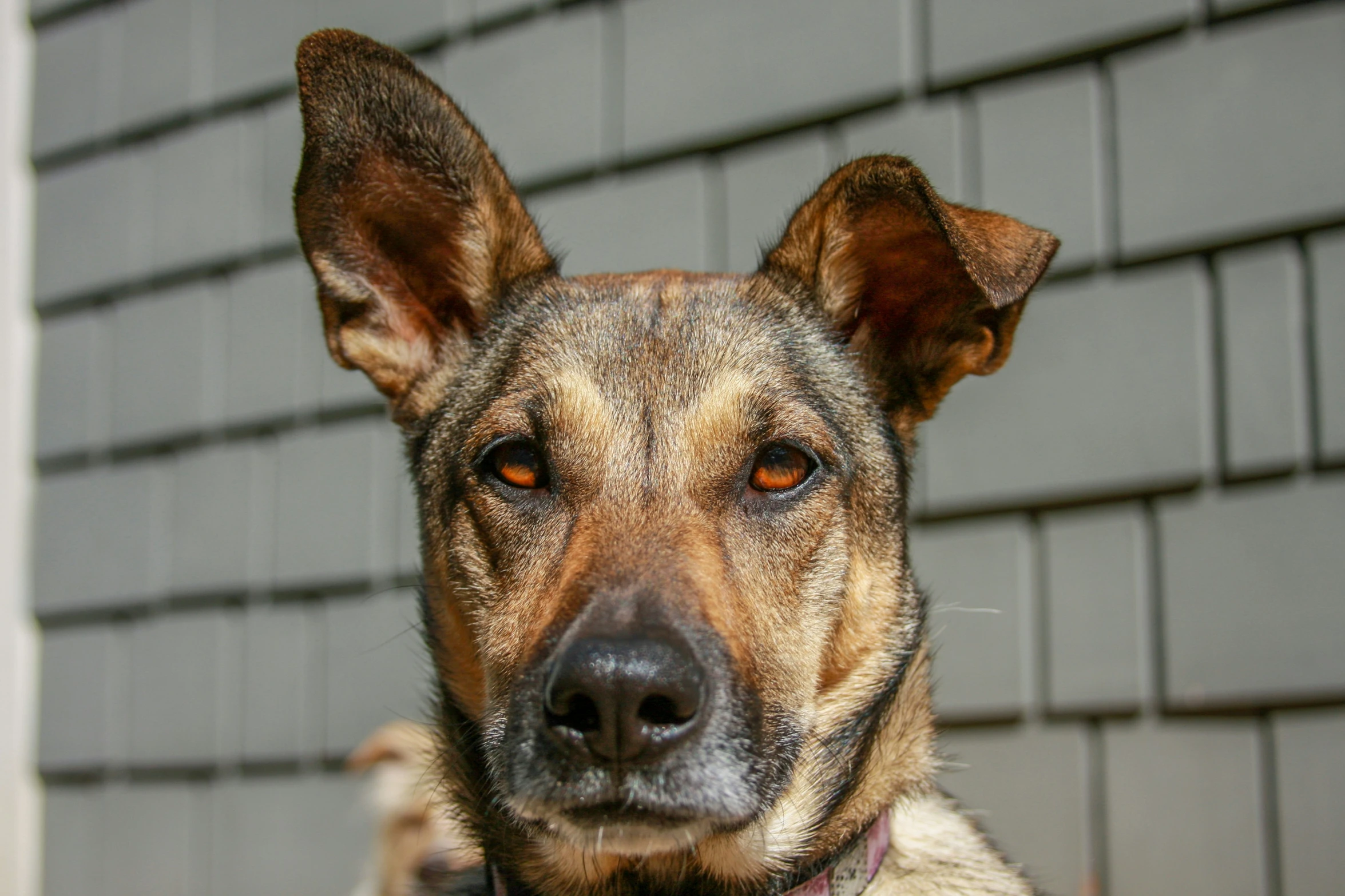 a brown and white dog with a black collar