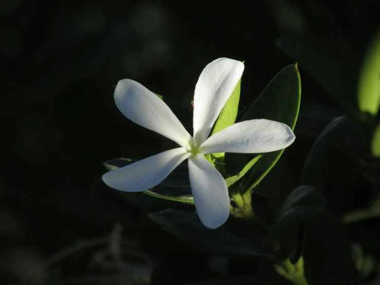 a white flower that is sitting in the sun